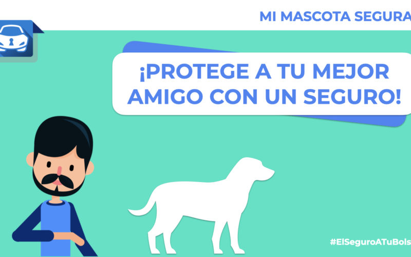 ¿Cómo puedo proteger a mi perro con un seguro que me de tranquilidad?